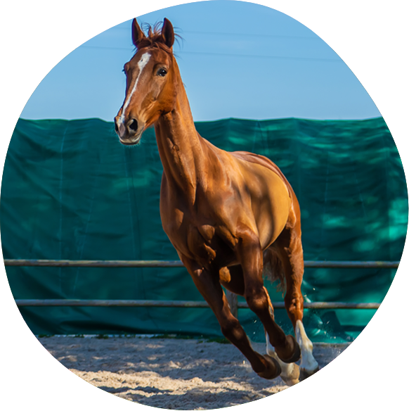 Horse training in versailles, kentucky 